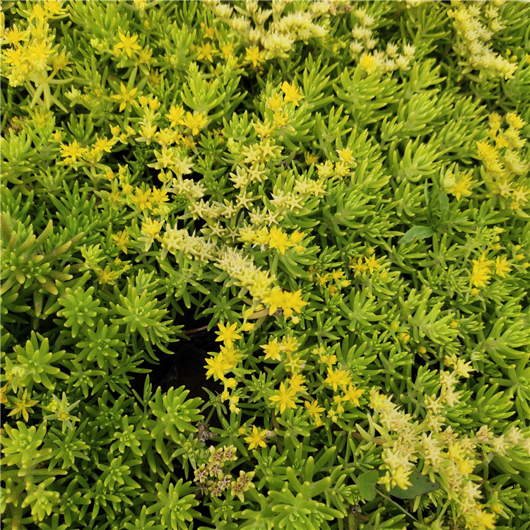 山东草花佛甲草种植基地 佛甲草 批量供应