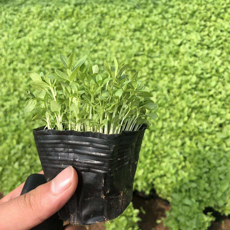 销售千屈菜 量大优惠 千屈菜批发报价