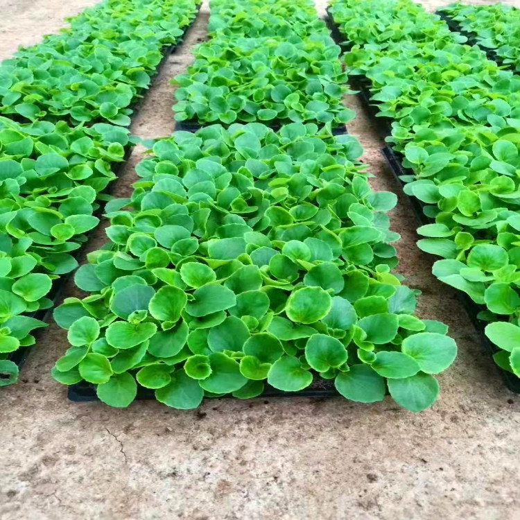 四季海棠穴盘苗种植基地 四季海棠小苗价格 四季海棠小苗批发