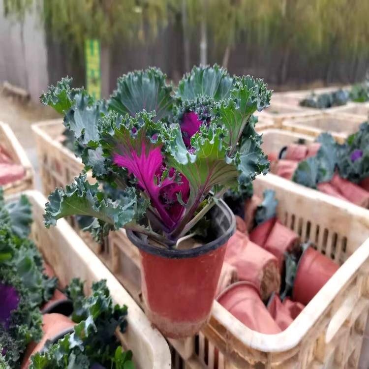 羽衣甘蓝价格 羽衣甘蓝供应