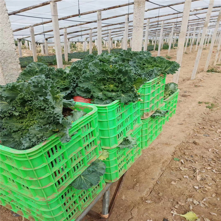 青州羽衣甘蓝批发 羽衣甘蓝价格 羽衣甘蓝基地供应