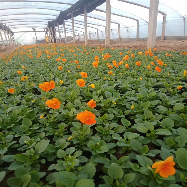 青州角堇价格 盆栽角堇供应 耐寒角堇基地 江瑞园艺角堇种植厂家