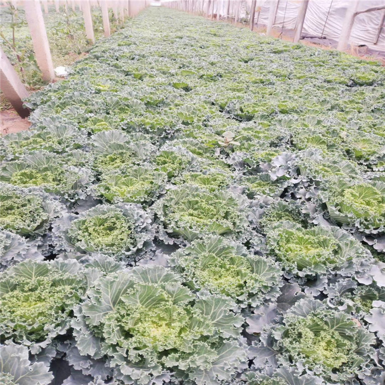 青州羽衣甘蓝价格 羽衣甘蓝基地 羽衣甘蓝量大质优 江瑞园艺