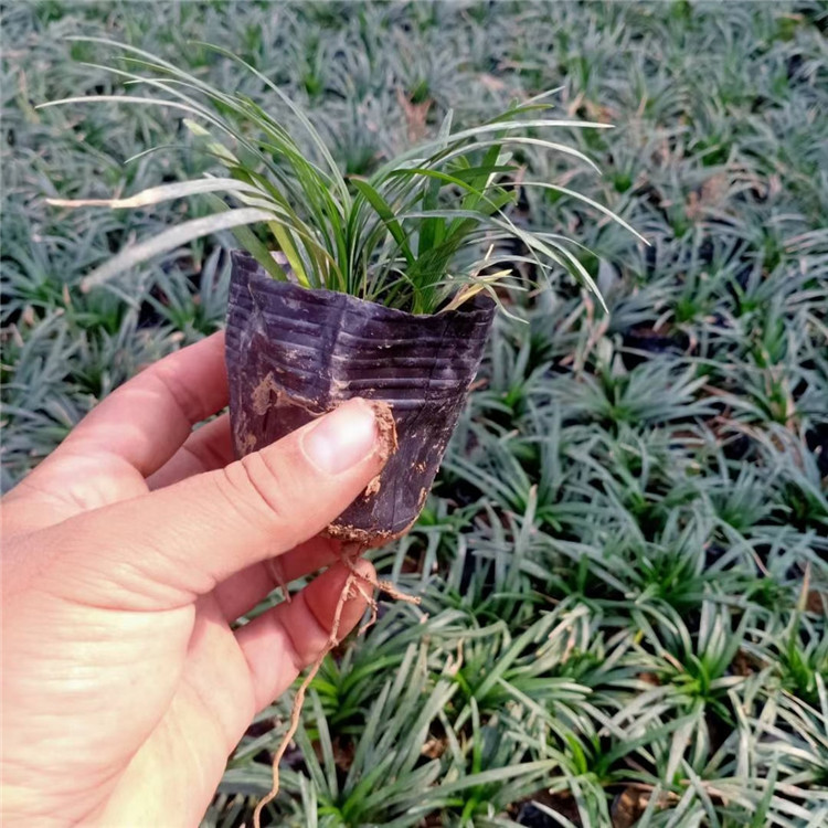 矮麦冬种植基地 矮麦冬批发价格 矮麦冬出售 江瑞园艺矮麦冬价格优 质量好