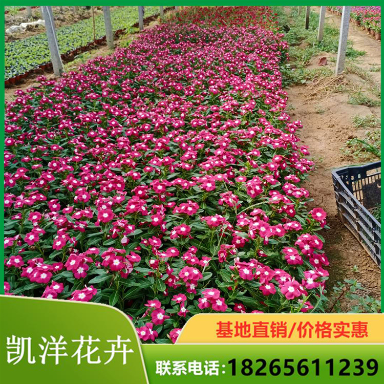 量大从优天天开 天天开种植基地 双色盆天天开