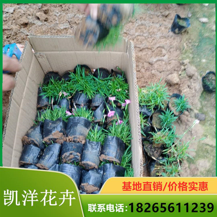 欧石竹花卉苗_型号110盆 凯洋欧石竹 销量高货源足