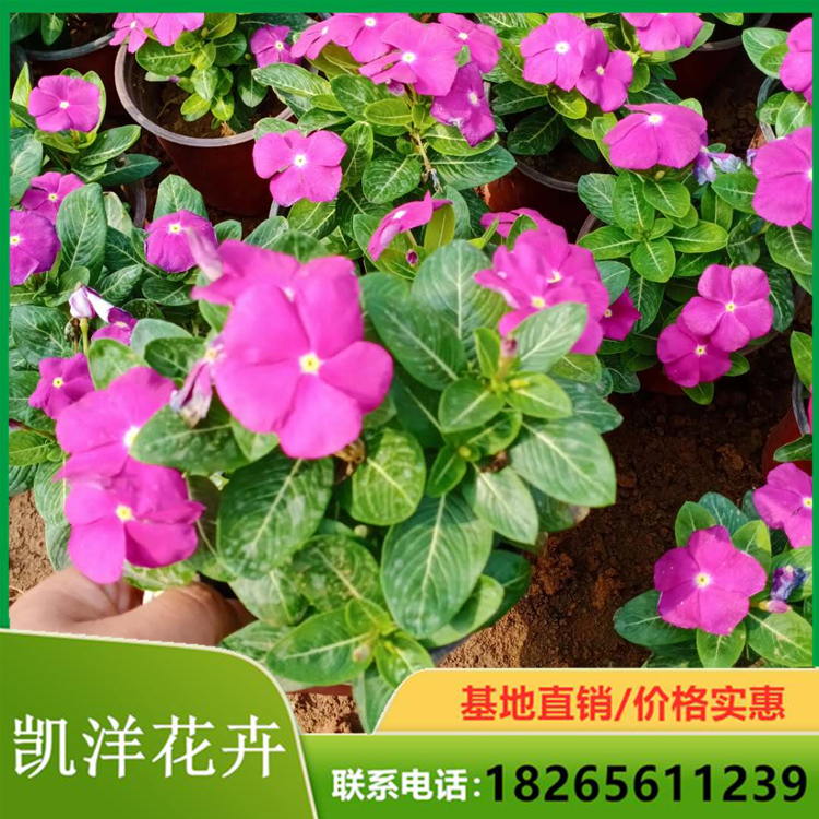 量大优惠天天开 天天开培育基地 长春花
