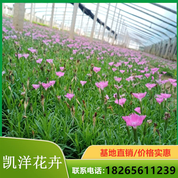 凯洋欧石竹杯苗 基地优价直售 山东青州欧石竹