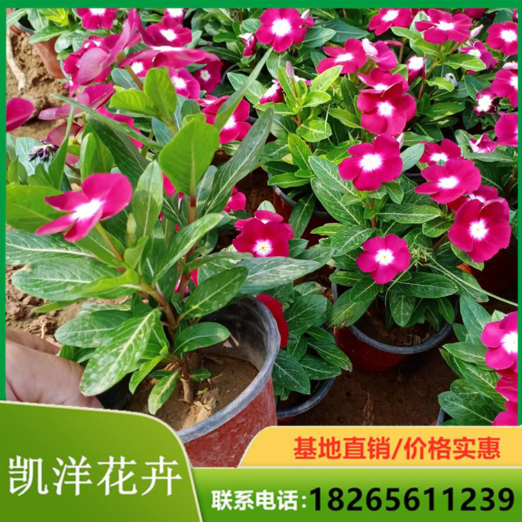 凯洋供应天天开 天天开批发商 天天开盆栽