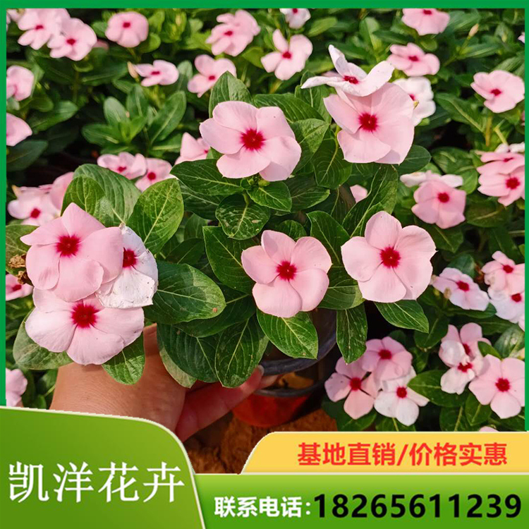 量大从优天天开 天天开种植 观赏天天开