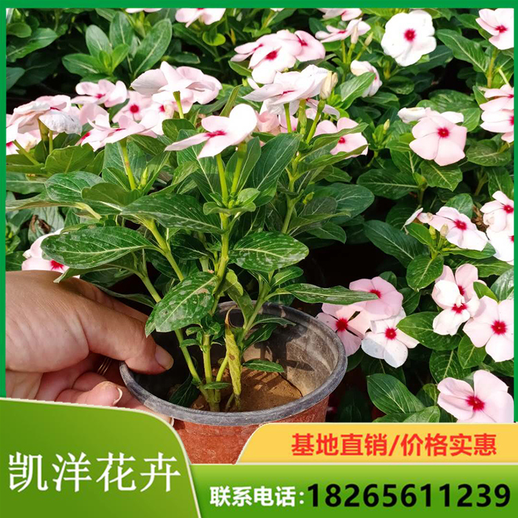苗圃直供天天开 天天开种植 双色盆天天开