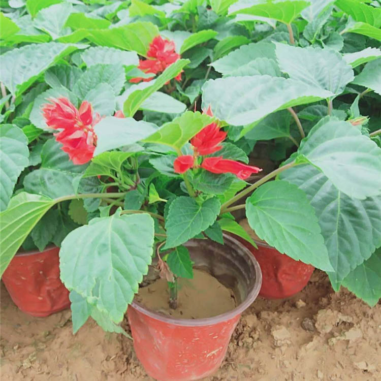 观花一串红 一串红直供 供应一串红基地