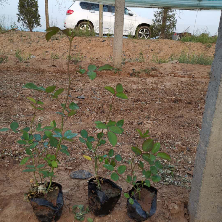 大花月季批发商 苗圃直供 春琳花卉 大花月季绿化苗
