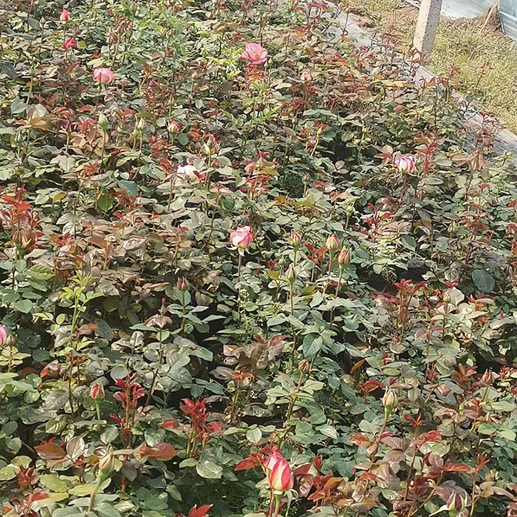 批发大花月季 青州月季基地批发 大花月季供应 好成活大花月季