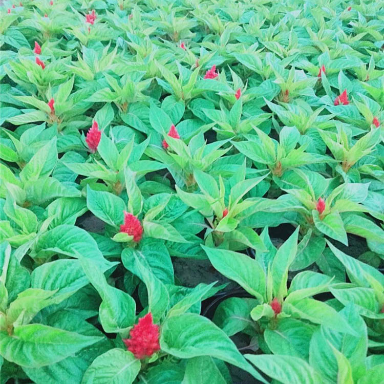 草花基地供应一串红 一串红大量供应 河北一串红行情