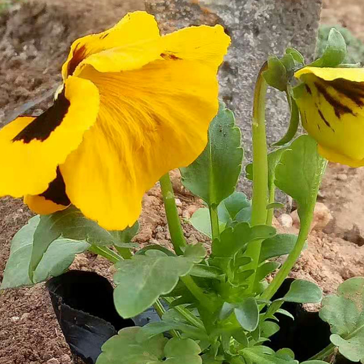 新品三色堇上市  黄花三色堇批发商