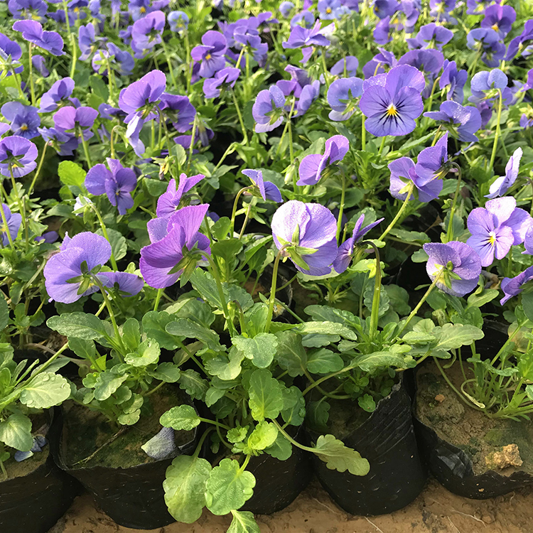 三色堇花苗 基地供应优良三色堇
