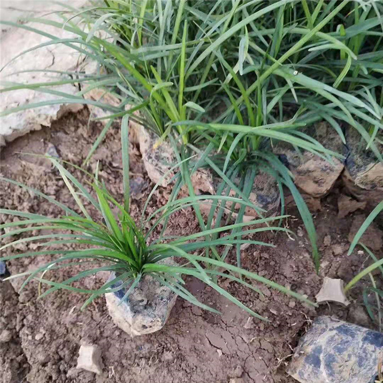 麦冬种植基地 观赏草基地批发 青州麦冬