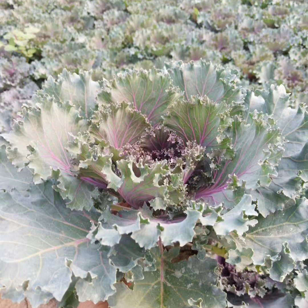  欧润 鸽系羽衣甘蓝幼苗 观叶植物羽衣甘蓝 基地直销