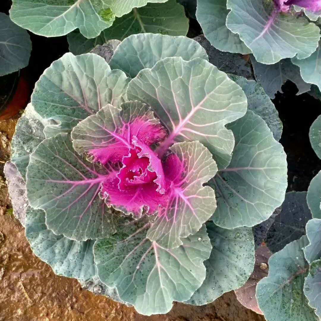  欧润 羽衣甘蓝租摆用 羽衣甘蓝种植批发 量大价优