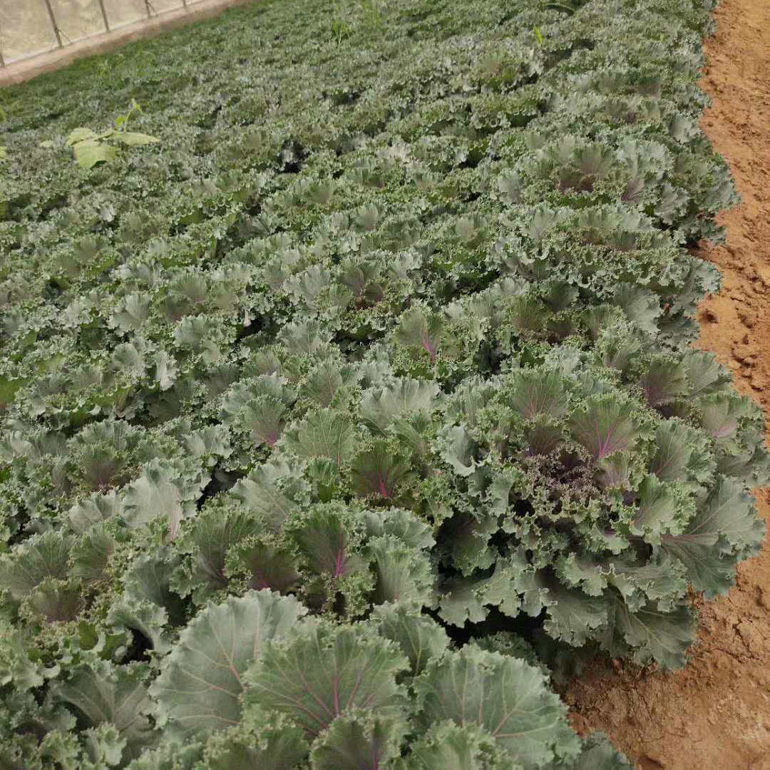  欧润 耐寒羽衣甘蓝 彩色植物羽衣甘蓝 量大价优