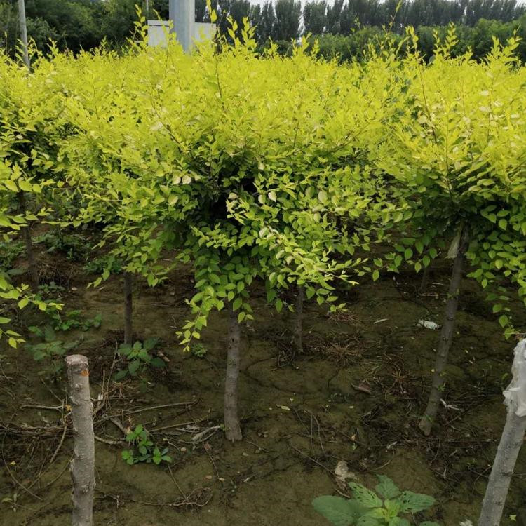 绿篱用 金叶榆种植基地 山东金叶榆