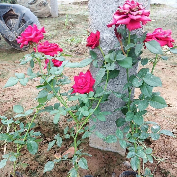 采购基地 月季花 月季批发