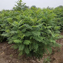 应季苗木 珍珠梅基地 山东珍珠梅小苗