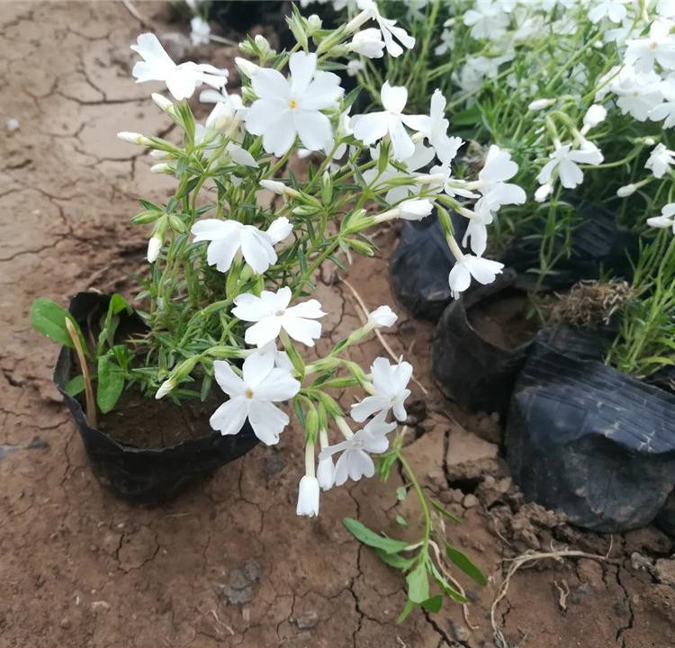 自产自销 芝樱小苗 青州宿根草花 芝樱批发