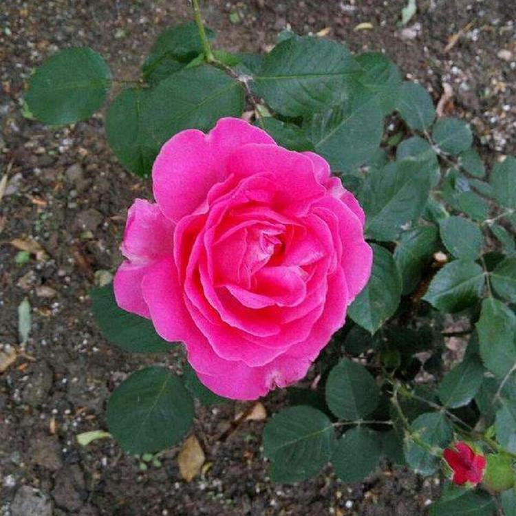 月季基地 山东月季花 采购基地