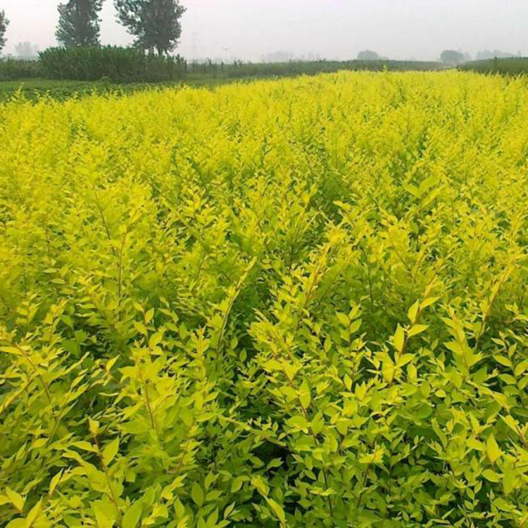 量大优惠 金叶榆种植基地 山东金叶榆
