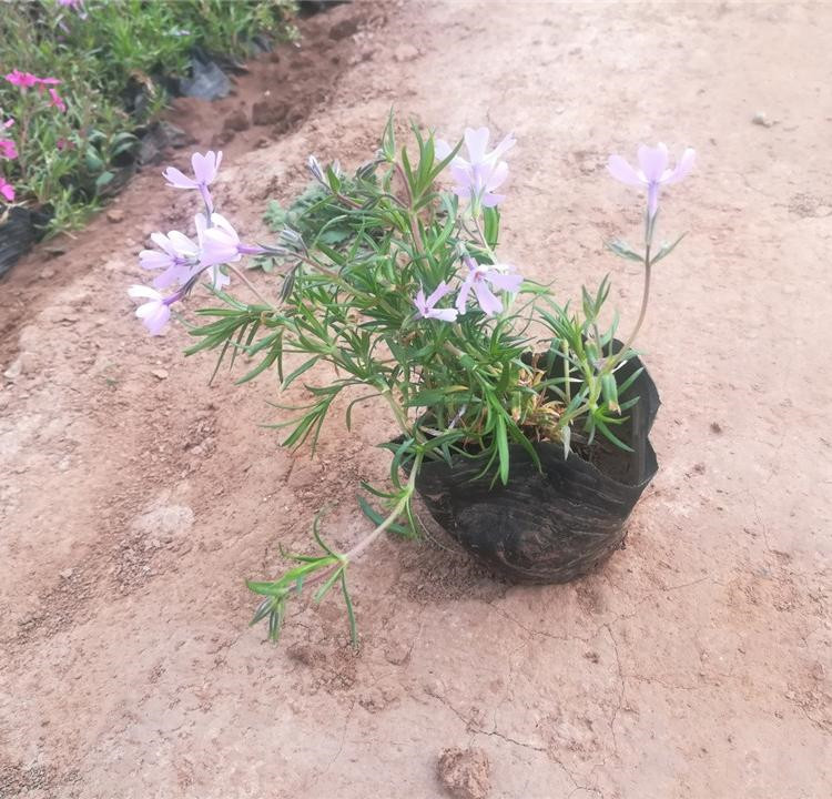 自产自销 福禄考 一二年生草花 福禄考供货商