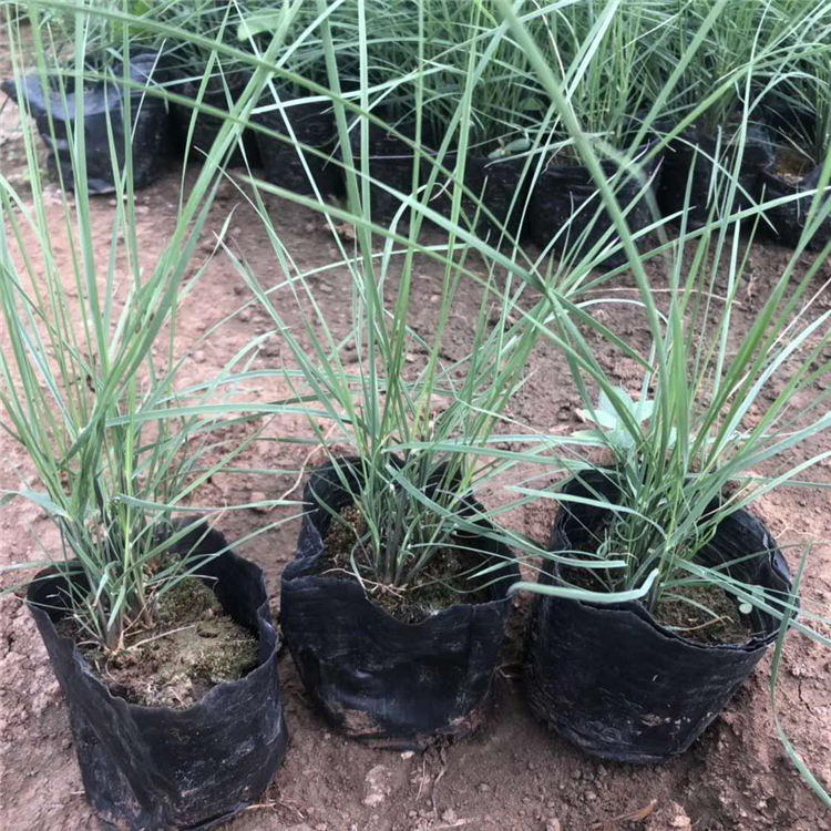 映雪种植基地粉黛乱子草小苗 绿化植被 粉黛乱子草行情