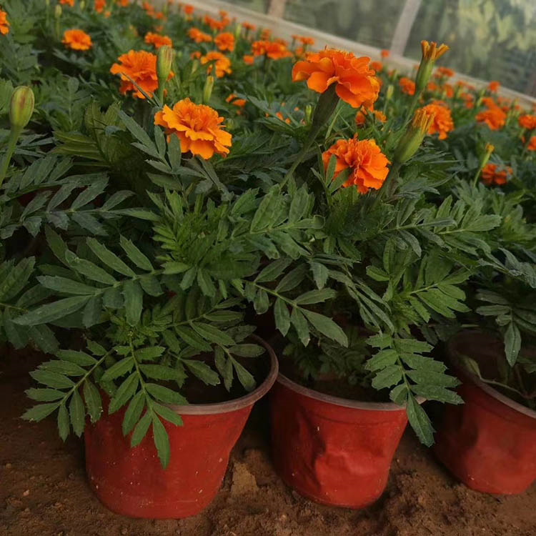 映雪孔雀草批售 孔雀草基地 孔雀草苗圃直销