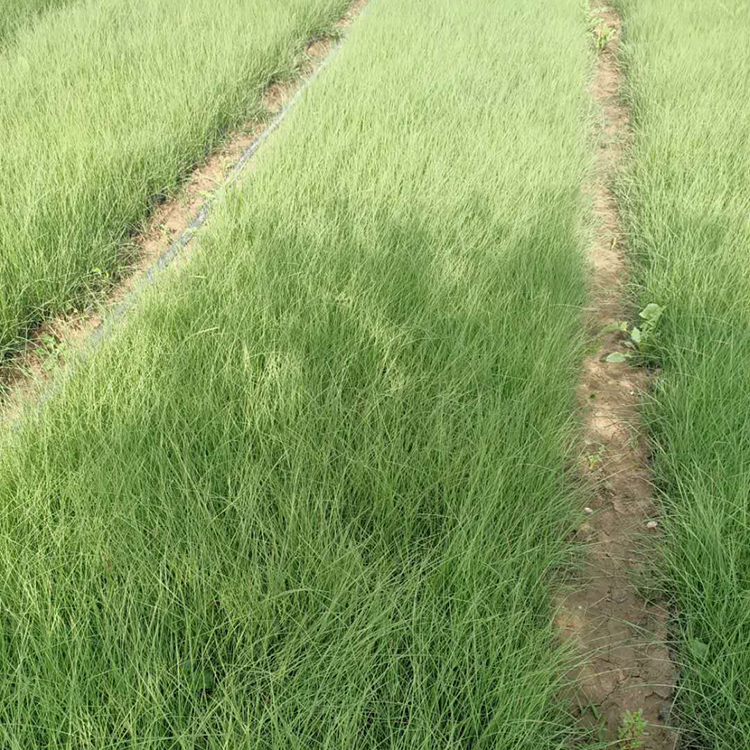 粉黛乱子草苗 青州种植基地粉黛乱子草价格 多年生暖季型草本