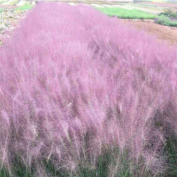 粉黛乱子草苗 青州种植基地粉黛乱子草批发 欢迎来电咨询