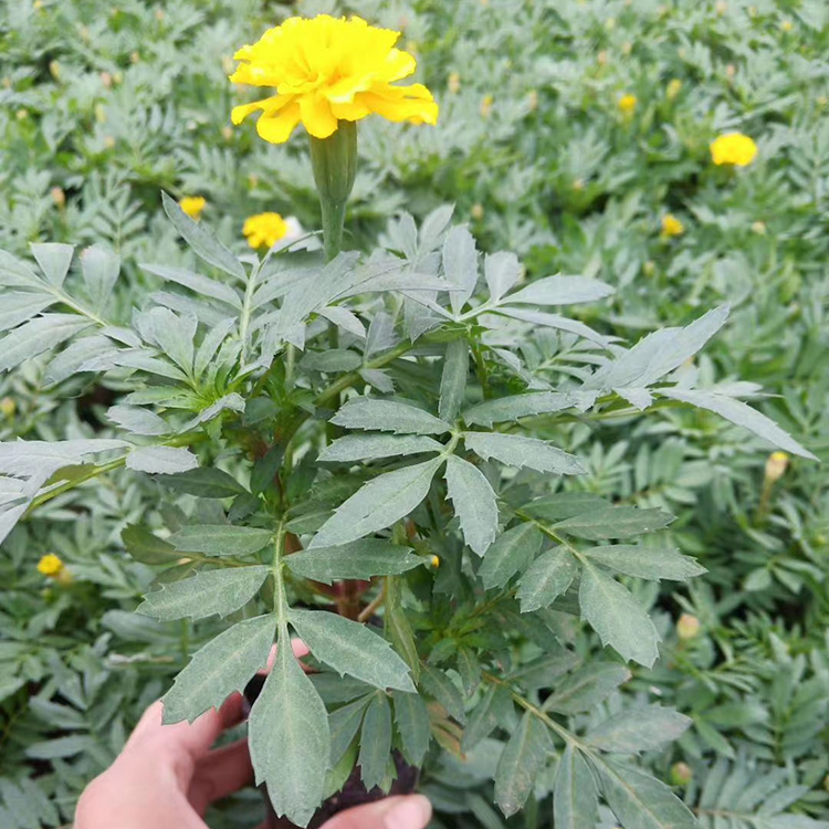 映雪孔雀草批售 孔雀草批发商 孔雀草大量供应