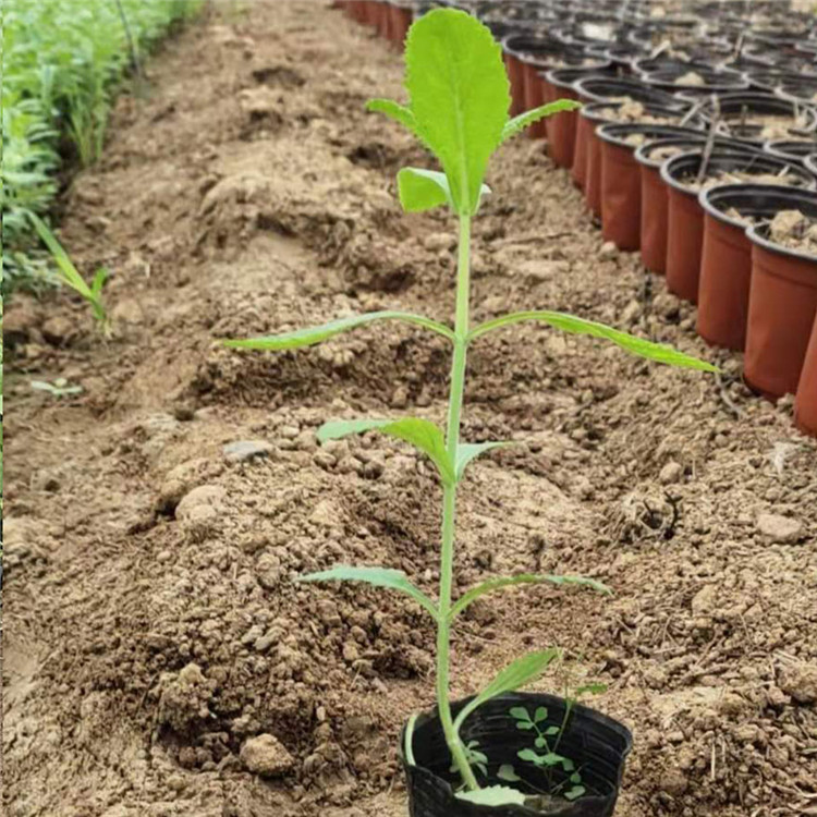马鞭草批发 马鞭草花海 山东柳叶马鞭草杯苗供应