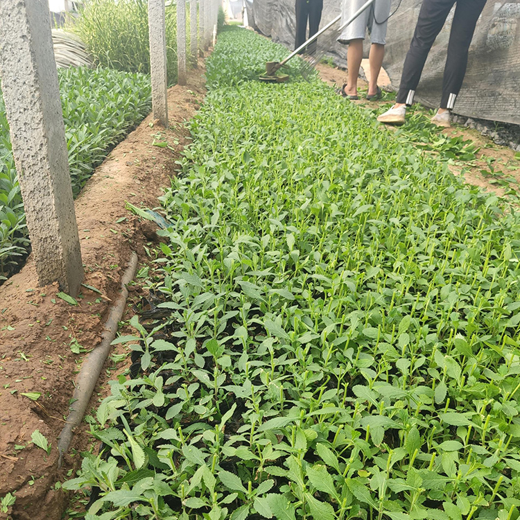 马鞭草供应商 基地直售 山东马鞭草小苗