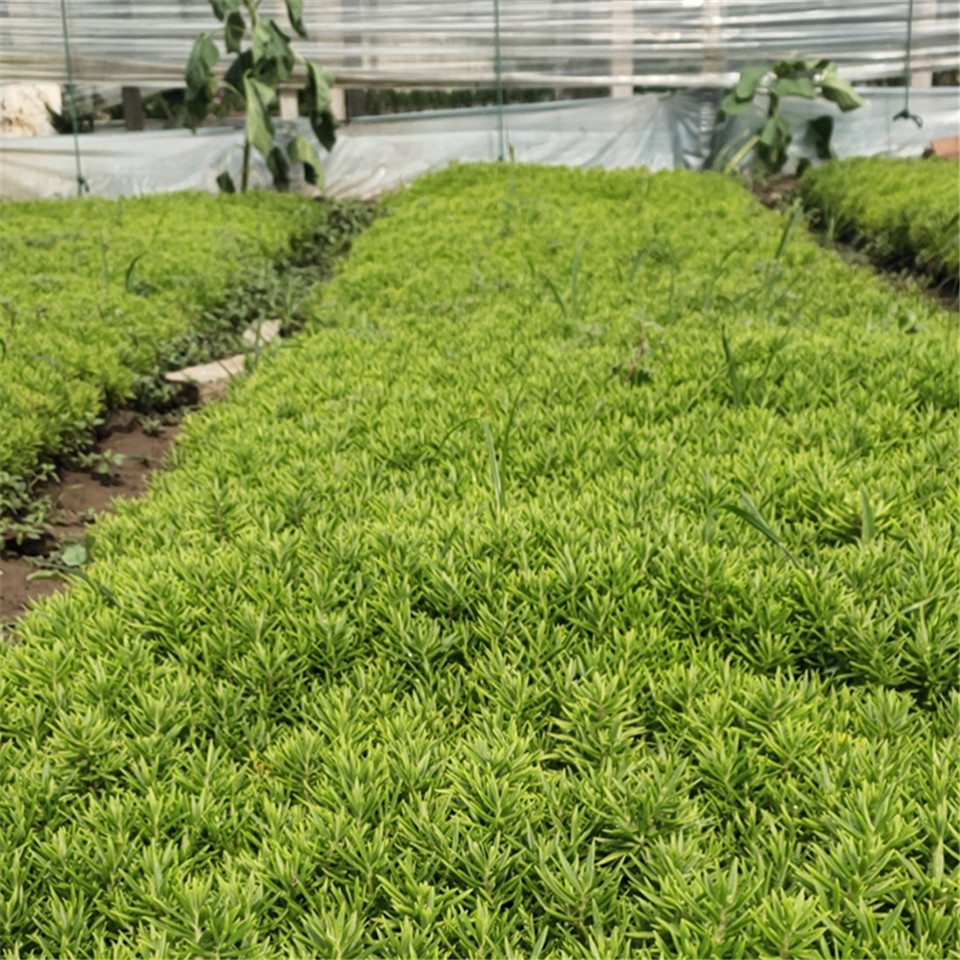 佛甲草行情 批发基地 青州佛甲草杯苗