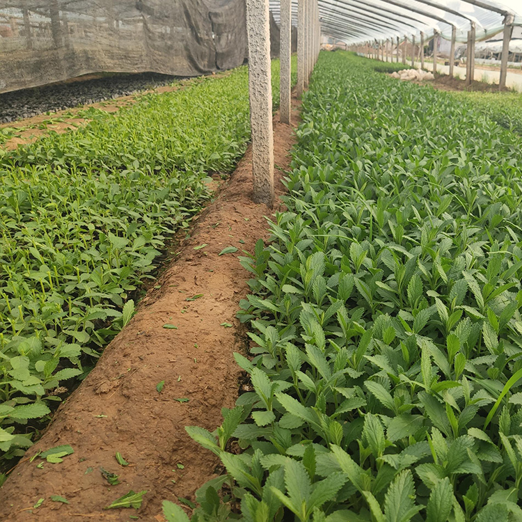 基地直售 马鞭草小苗 马鞭草批发价格