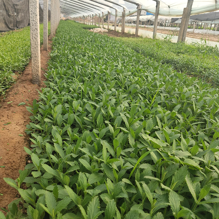 马鞭草批发价格 马鞭草花海 山东马鞭草