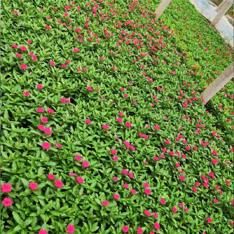 天天开 苗圃基地批发 天天开价格 长春花