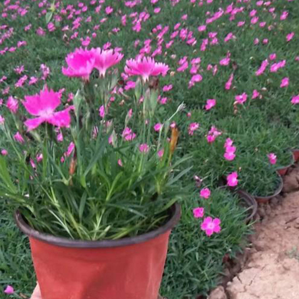 彩虹石竹价格 山东石竹 宿根花卉基地