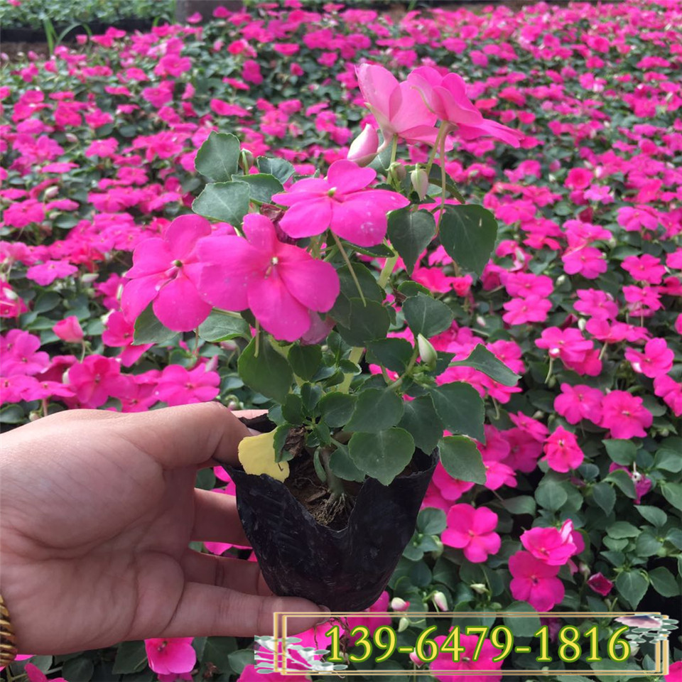 玫红色非洲凤仙花盆苗 山东青州大量批发时令草花洋凤仙花