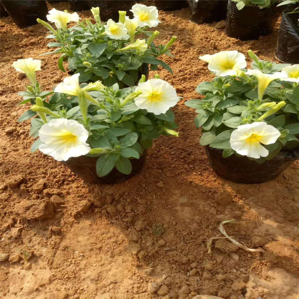 黄色垂钓牵牛盆栽花苗 垂钓牵牛各种盆栽花 五一十月一节日租摆花卉