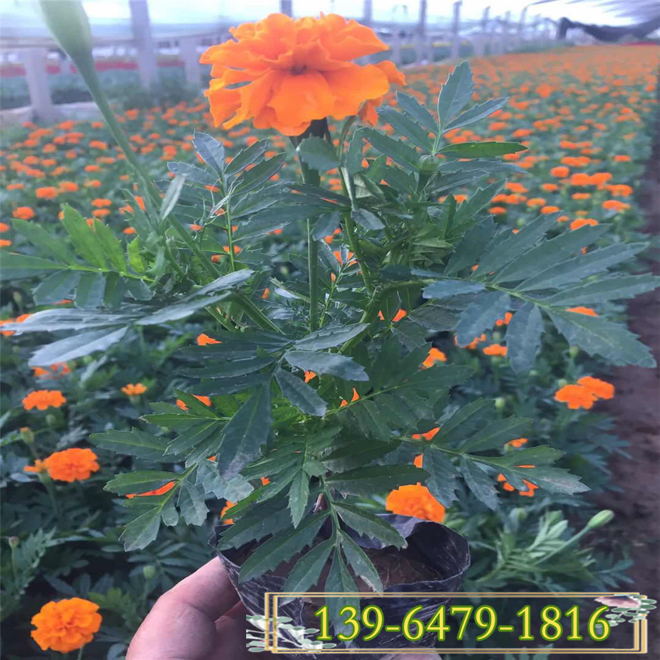 孔雀草大型种植基地 高度20公分孔雀草盆苗批发 景观花卉草花拼色租摆