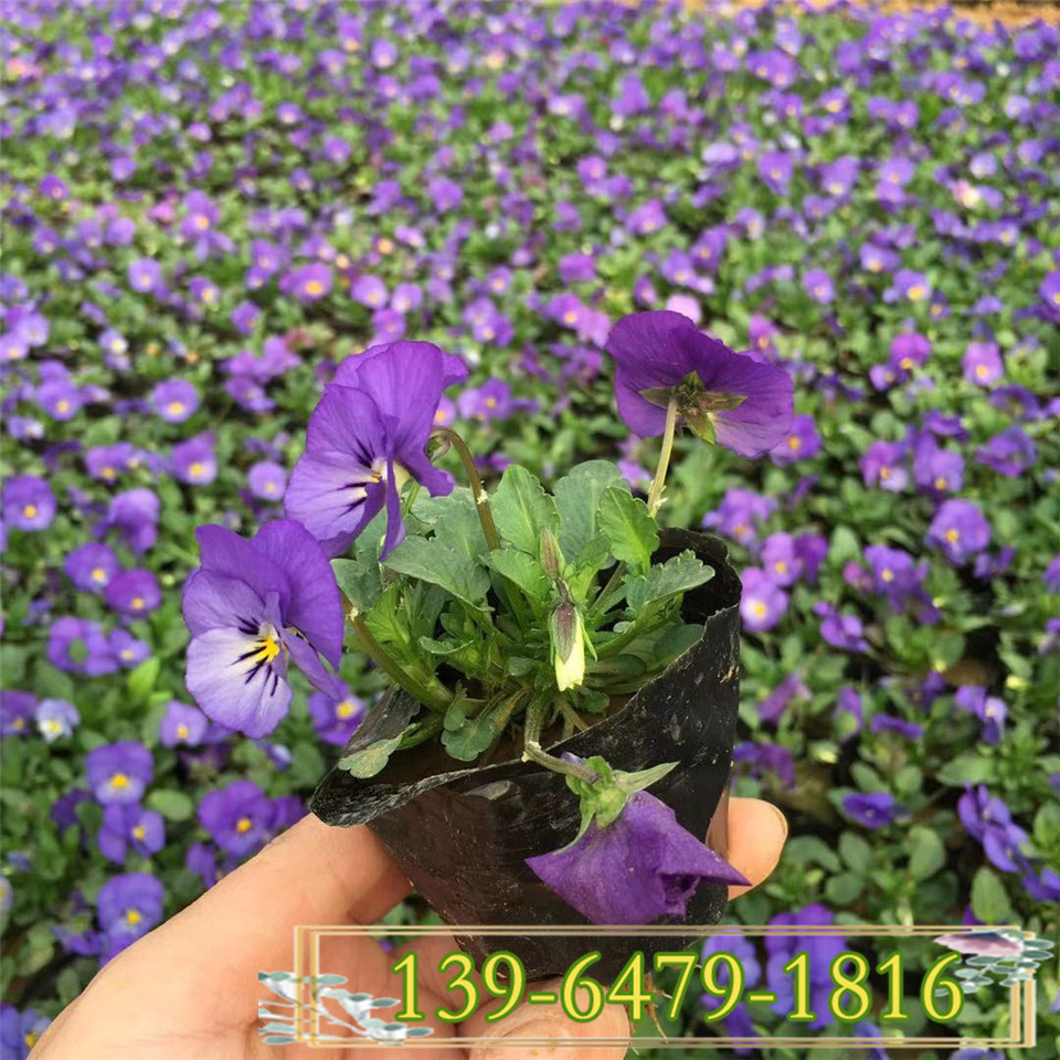 蓝色角堇营养杯苗  山东青州花卉批发市场 冬季开花的植物角瑾小苗