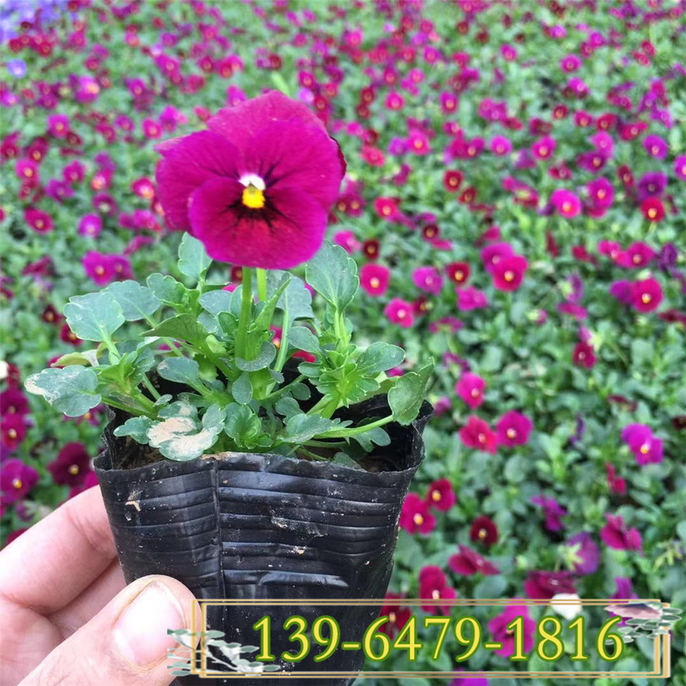 角瑾带土苗草花基地批发 蓝色角瑾小苗价格 供应便宜的角瑾苗