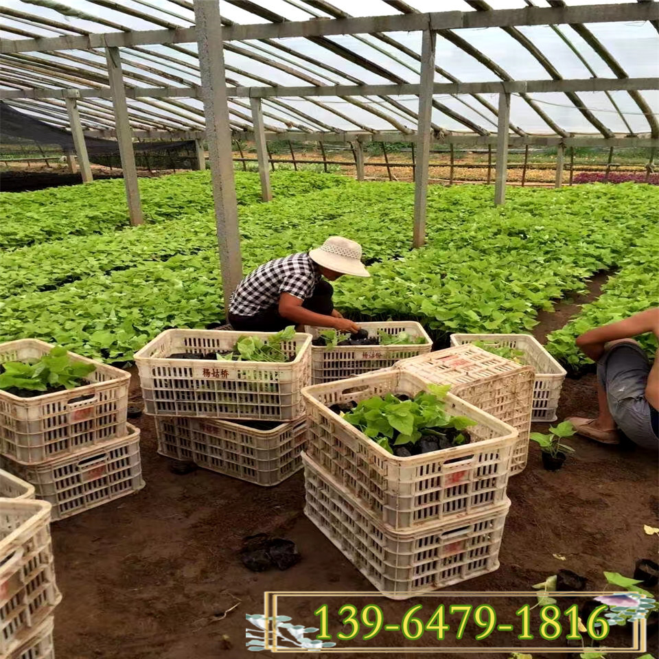 黄色叶片黄金薯小杯苗 观赏植物金叶薯盆栽 好品质金叶薯小苗
